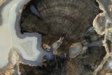 Petrified Wood (Schinoxylon) Slab - Blue Forest, Wyoming #141450-1